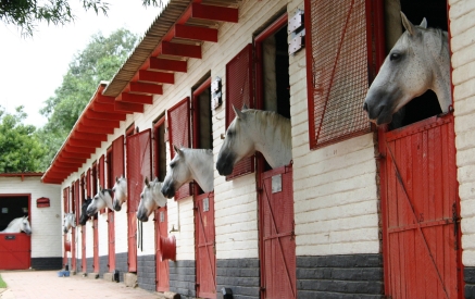 Solar Ventilation is ideal for ventilation of Horse Stables