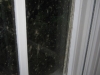 Mould Can Grow on Windows - prevent mould