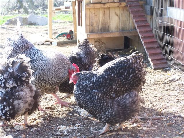 poultry ventilation