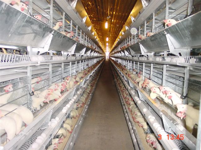 chicken coop poultry ventilation